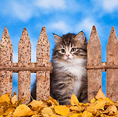 CAT 03 KH0559 01
Tabby And White Kitten Sitting Near Fence In Autumn Foliage