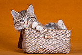 CAT 03 KH0560 01
Tabby And White Kitten Laying In Plaited Box In Studio