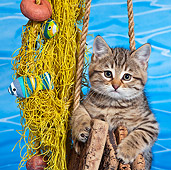 CAT 03 KH0561 01
Tabby Kitten Playing With Fishing Net And Corks