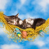 CAT 03 KH0562 01
Tabby Kitten Sleeping In Fishing Net Hammock