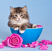 CAT 03 KH0563 01
Tabby And White Kitten Sitting In Blue Bowl With Rose Petals