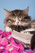 CAT 03 KH0564 01
Tabby And White Kitten Sleeping In Basket With Rose Petals