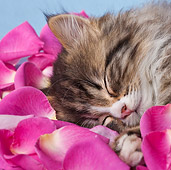 CAT 03 KH0565 01
Tabby And White Kitten Sleeping On Rose Petals
