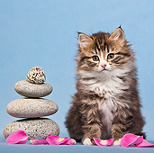 CAT 03 KH0566 01
Tabby And White Kitten Sitting By Zen Stones And Rose Petals