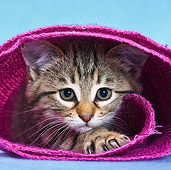 CAT 03 KH0567 01
Tabby Kitten Playing In Pink Rug In Studio