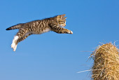 CAT 03 KH0568 01
Tabby Kitten Leaping To Haystack