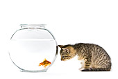 CAT 03 KH0569 01
Tabby Kitten Watching Goldfish In Bowl On White Seamless