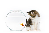 CAT 03 KH0570 01
Tabby And White Kitten Watching Goldfish In Bowl On White Seamless