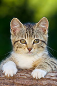 CAT 03 KH0572 01
Portrait Of Tabby And White Kitten Laying On Log