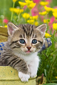 CAT 03 KH0573 01
Portrait Of Tabby And White Kitten Sitting In Metal Creel In Garden