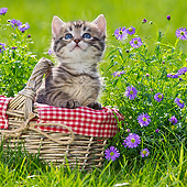 CAT 03 KH0578 01
Tabby Kitten Sitting In Egg Basket By Purple Flowers France