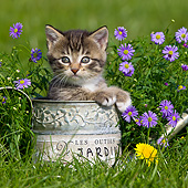 CAT 03 KH0580 01
Tabby And White Kitten Sitting In Watering Can By Purple Flowers France
