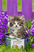 CAT 03 KH0581 01
Tabby And White Kitten Sitting In Tin Pot By Bluebells France
