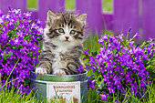 CAT 03 KH0582 01
Tabby And White Kitten Sitting In Tin Pot By Bluebells France