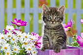 CAT 03 KH0585 01
Tabby Kitten Sitting In Flower Pot By Daisies And Cosmos France