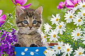 CAT 03 KH0586 01
Tabby Kitten Sitting In Flower Pot By Daisies And Bluebells France