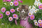 CAT 03 KH0588 01
Tabby And White Kitten Sitting In Jug By Spring Daisies France