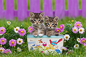 CAT 03 KH0591 01
Two Tabby Kittens Sitting In 