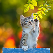 CAT 03 KH0595 01
White And Tabby Kitten Playing In Crate With Autumn Leaves In Background France