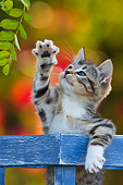 CAT 03 KH0596 01
White And Tabby Kitten Playing In Crate With Autumn Leaves In Background France