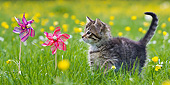 CAT 03 KH0597 01
Tabby Kitten Intrigued By Windmills In Garden Of Buttercups France