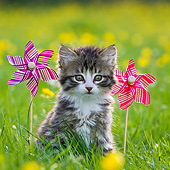 CAT 03 KH0598 01
Tabby Kitten Sitting By Windmills In Garden Of Buttercups France