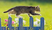 CAT 03 KH0599 01
White And Tabby Kitten Walking Along Blue Fence In Garden France