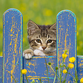 CAT 03 KH0600 01
White And Tabby Kitten Looking Through Blue Fence In Garden France