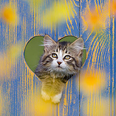 CAT 03 KH0601 01
Tabby Kitten Looking Through Heart Cutout In Blue Fence France