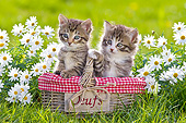 CAT 03 KH0603 01
Two Tabby Kittens Sitting In Egg Basket By Daisies France