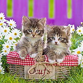 CAT 03 KH0604 01
Two Tabby Kittens Sitting In Egg Basket By Daisies France