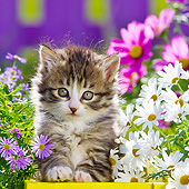 CAT 03 KH0605 01
White And Tabby Kitten Sitting In Yellow Crate In Garden France