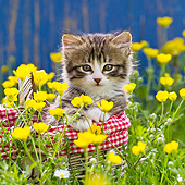 CAT 03 KH0607 01
Tabby Kitten Sitting In Basket Among Buttercups France