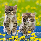 CAT 03 KH0608 01
Two Tabby Kittens Sitting In Blue Crate Among Buttercups France