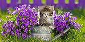 CAT 03 KH0609 01
White And Tabby Kitten Sitting In Watering Can By Bluebells France