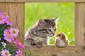 CAT 03 KH0612 01
Tabby Kitten Sitting Next To Chick In Opening Of Fence France