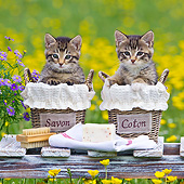 CAT 03 KH0613 01
Two Tabby Kittens Sitting In Soap And Cotton Baskets Among Buttercups France