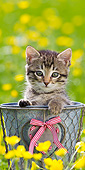 CAT 03 KH0614 01
Tabby Kitten Sitting In Pot Among Buttercups France