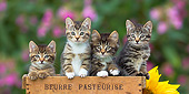 CAT 03 KH0615 01
Four Tabby Kittens Sitting In Old Butter Crate France