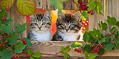CAT 03 KH0617 01
Two Tabby Kittens Sitting In Opening Of Fence In Autumn France