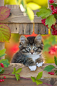 CAT 03 KH0618 01
Tabby Kittens Sitting In Opening Of Fence In Autumn France
