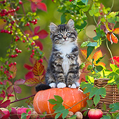 CAT 03 KH0622 01
White And Tabby Kitten Sitting On Pumpkin By Autumn Leaves France