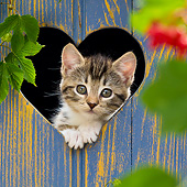 CAT 03 KH0627 01
White And Tabby Kitten Looking Through Heart Cutout In Blue Fence France