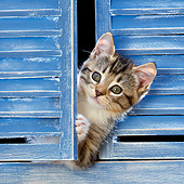 CAT 03 KH0628 01
White And Tabby Kitten Peeking Through Blue Shutters France