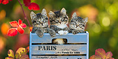 CAT 03 KH0629 01
Three Tabby Kittens Sitting In Blue Crate By Autumn Leaves France