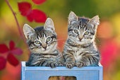 CAT 03 KH0630 01
Two Tabby Kittens Sitting In Blue Crate By Autumn Leaves France