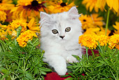 CAT 03 LS0002 01
Persian Kitten Sitting In Red Basket By Gold Flowers