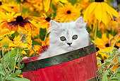 CAT 03 LS0003 01
Persian Kitten Sitting In Red Basket By Gold Flowers