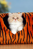 CAT 03 PE0001 01
Persian Kitten Sitting Inside Tiger Print Cat Toy