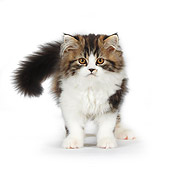CAT 03 PE0002 01
Persian Kitten Standing Inside On White Seamless